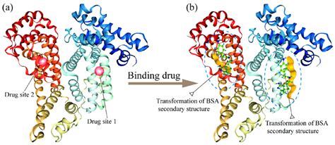 bovine serum albumin structure.